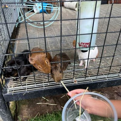 Star Fish Leisure Farm pet feeding guinea pigs